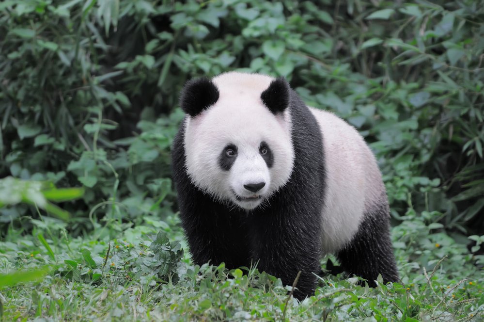 Panda velká váží až 160 kg