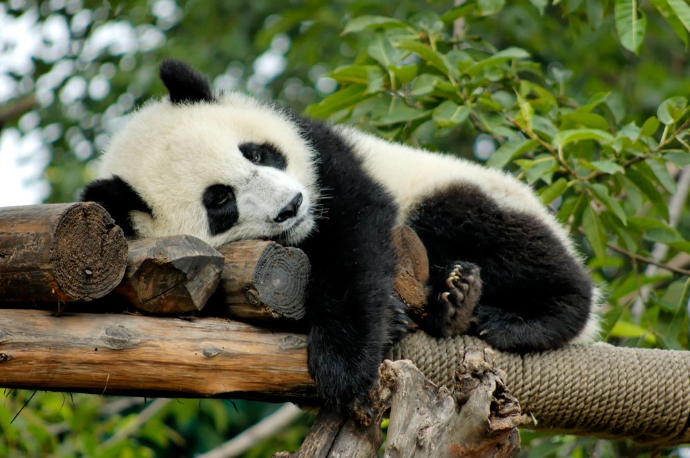 Panda je pro člověka jedno z nesympatičtějších zvířat 