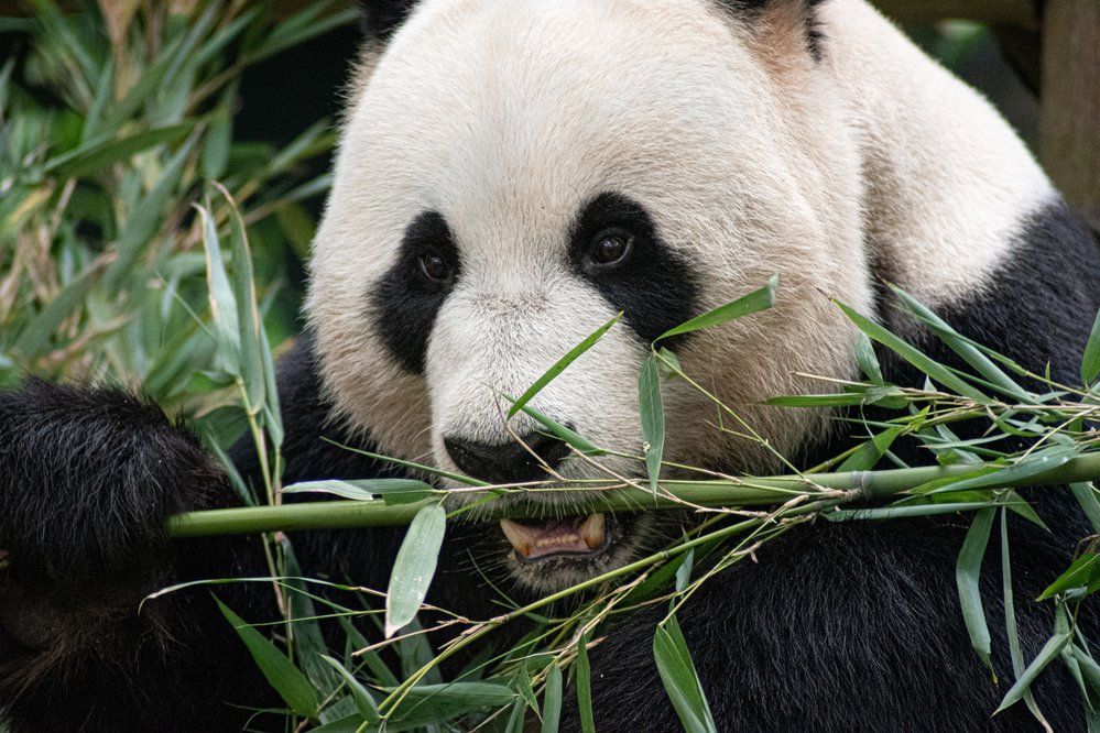  Panda za den sežere i 14 kg bambusu