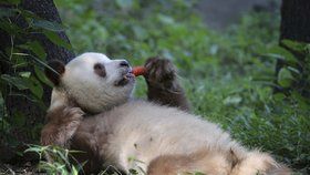 Unikátní hnědá panda si užívá narozeniny: Sebrat mrkev a naštvat ji nechcete!