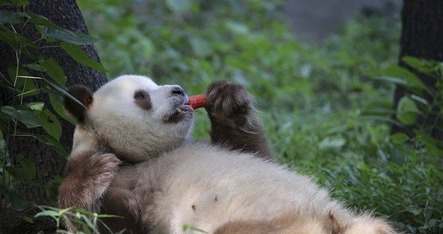 Vzácná panda hnědá si užívá 4. narozeniny