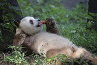 Unikátní hnědá panda si užívá narozeniny: Sebrat mrkev a naštvat ji nechcete!