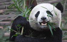 Zoo Praha se chystá na pandy: 200 milionů za pavilon!
