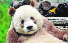 Jediná na světě! Panda, kterou nikdo nechtěl