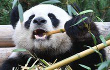 Záhada berlínské zoo vyřešena: Proč panda chodila pozadu?