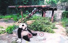 Turisté kamenovali pandu:  Vstávej, kůže líná!