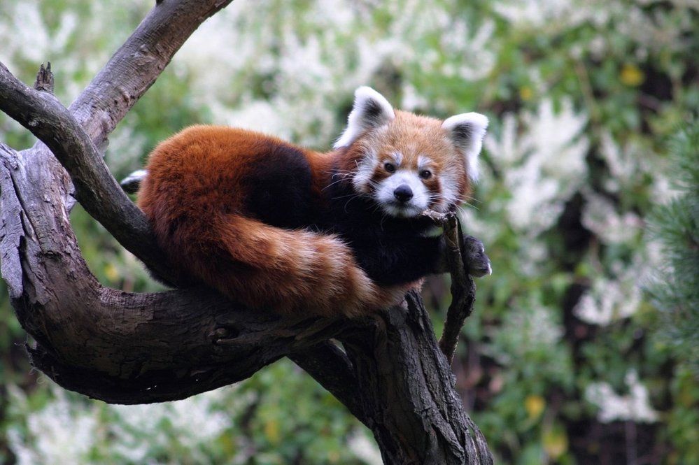 Pražská ZOO pandě červené prospívá