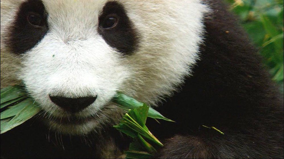 Panda velká už měla namále. Ale cílené úsilí ochranářů nakonec přineslo ovoce