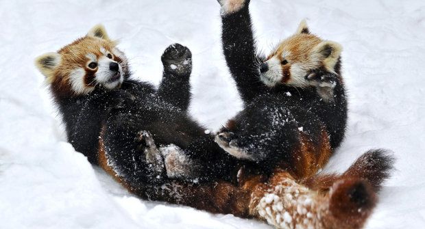Kung Fu Panda praktikuje to, co jí jde nejlíp