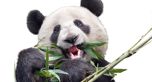 Línější než lenochod: Zpomalený život pandy velké