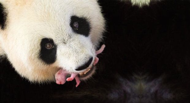 Záhada novorozených pand: Proč jsou mláďata rekordně malá?