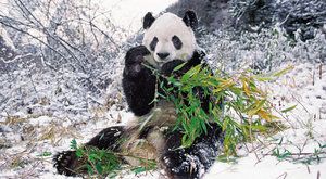 Brýlatí medvědi: Za pandami do hor