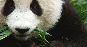 Panda velká: Návrat z propasti