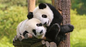 Pavilon pro pandy: Pražská zoo opět povyroste