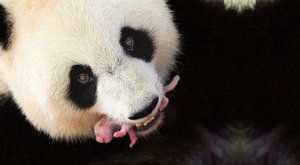 Záhada novorozených pand: Proč jsou mláďata rekordně malá?