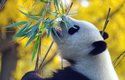 Pandy se živí hlavně bambusem