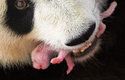 Samice pandy opatrně přenáší v tlamě své 3 dny staré mládě