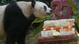 Panda Ťia-ťia je oficiálně nejstarší pandou v zajetí, má 37 let