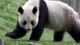 Čína se rozhodla otevřít první domov důchodců pro pandy
