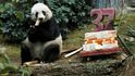 Panda Ťia-ťia je oficiálně nejstarší pandou v zajetí, má 37 let