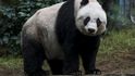 Nejstarší panda Jia Jia