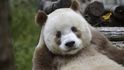 Hnědá panda je světový unikát. Bohužel nemá moc pandích přátel. 