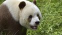 Hnědá panda je světový unikát. Bohužel nemá moc pandích přátel. 