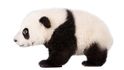 Čtyřměsíční mládě pandy velké