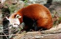 Pražská ZOO pandě červené prospívá