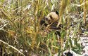 "Nedopečenost" pandích mláďat může souviset i s bambusovou dietou jejich matek