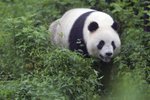 Za zabití pandy hrozí pytlákům až trest smrti.