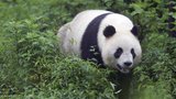 Zatkli vrahy pandy: Pytlákům hrozí za smrt zvířete až doživotí!