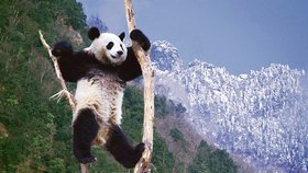 Vyšplhat na strom jakékoliv velikosti nebo tvaru není pro pandu nic těžkého. Dělá to ale nejčastěji v případě, kdy jí hrozí napadení nepřítelem. Pak ho s klidnou hlavou pozoruje z větve.