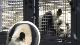 Pandí pár je i nadále majetkem Číny