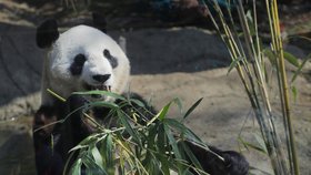Pandy jsou na pokraji vyhynutí