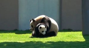 Panda wrestling: Nic roztomilejšího neuvidíte