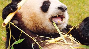 Pandy a neuvěřitelná bambusová dieta