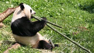 Čína se rozhodla otevřít první domov důchodců pro pandy