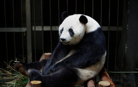 Panda není vůbec hloupá a ošetřovatele pořádně zmátla. 