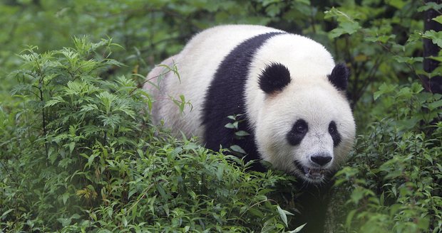 Zatkli vrahy pandy: Pytlákům hrozí za smrt zvířete až doživotí!