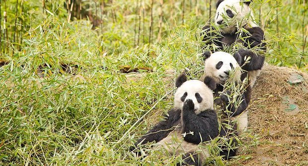 Málo miminek: Zachraňte pandy!