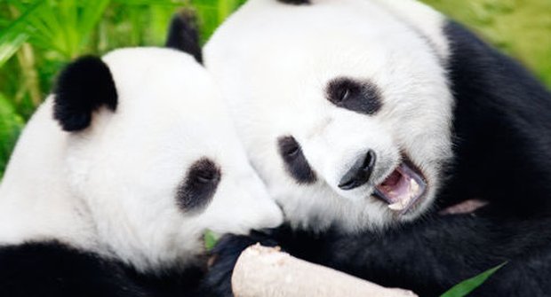 Pan panda nebloudí