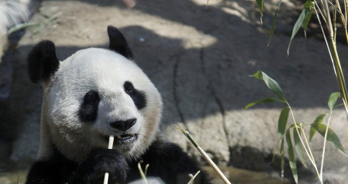Zoologická zahrada očekává, že se Japonci přijdou potěšit pohledem na roztomilé pandy