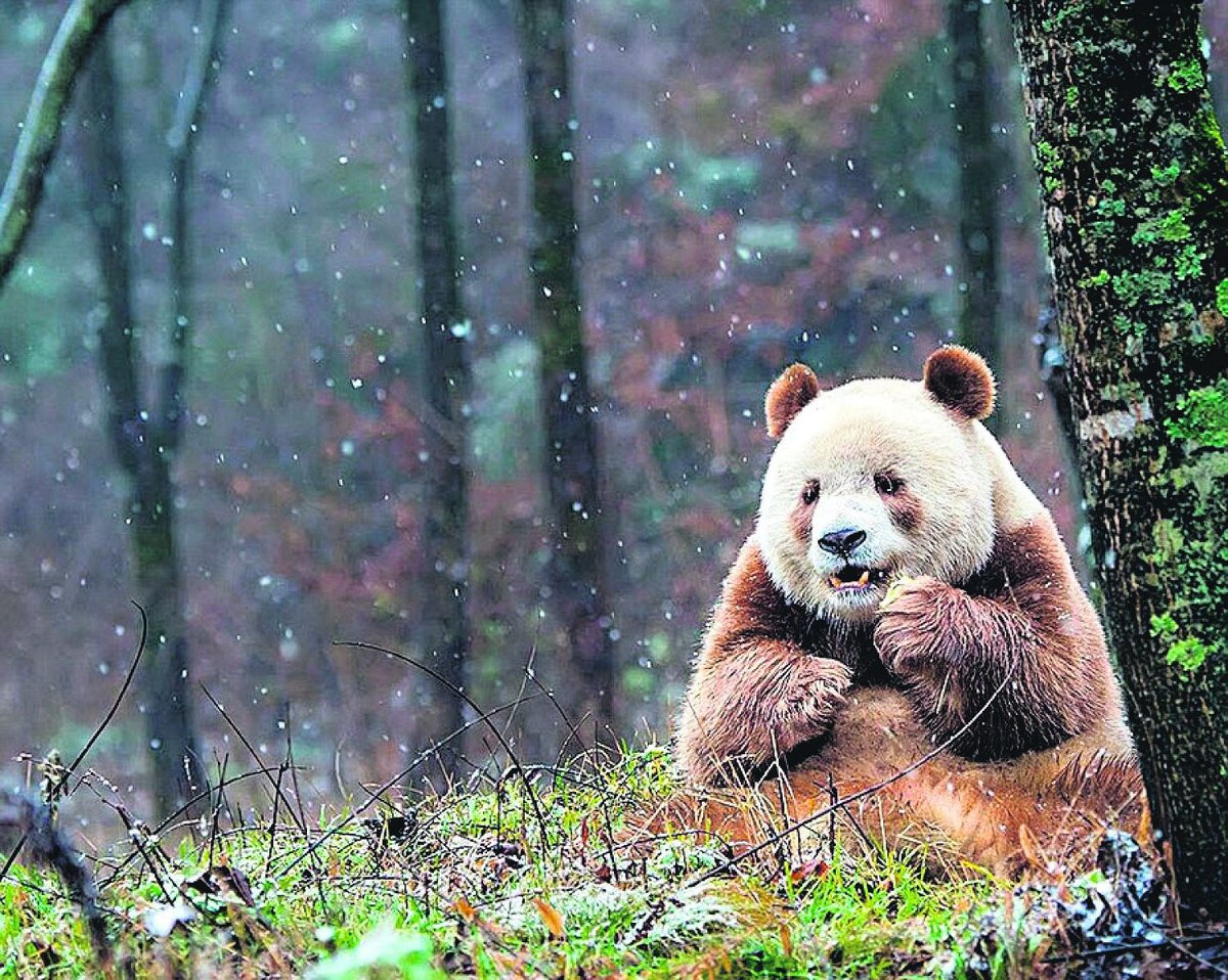  Qizai je v překladu z čínského nářečí provincie Shaanxi Sedmý syn.