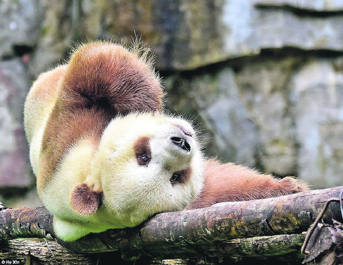  Qizai je v překladu z čínského nářečí provincie Shaanxi Sedmý syn.