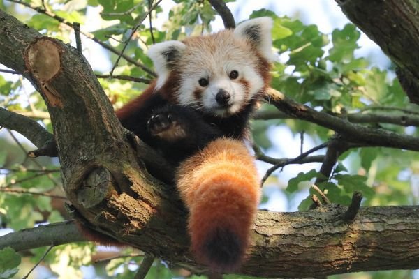 Pandí samec Nepál zpět v plzeňské zoo.