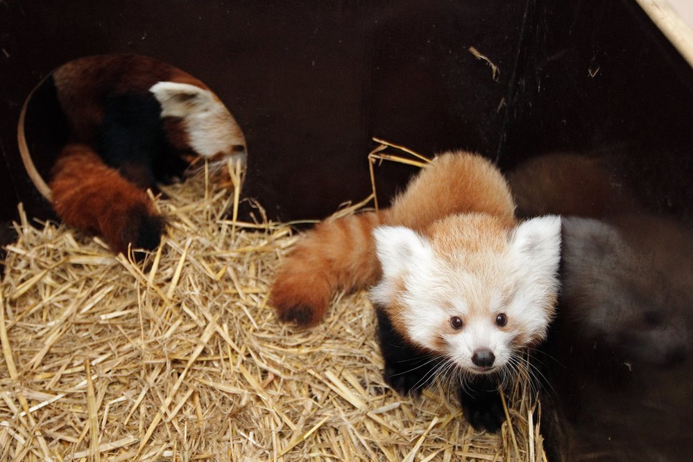 Pražská ZOO pandě červené prospívá