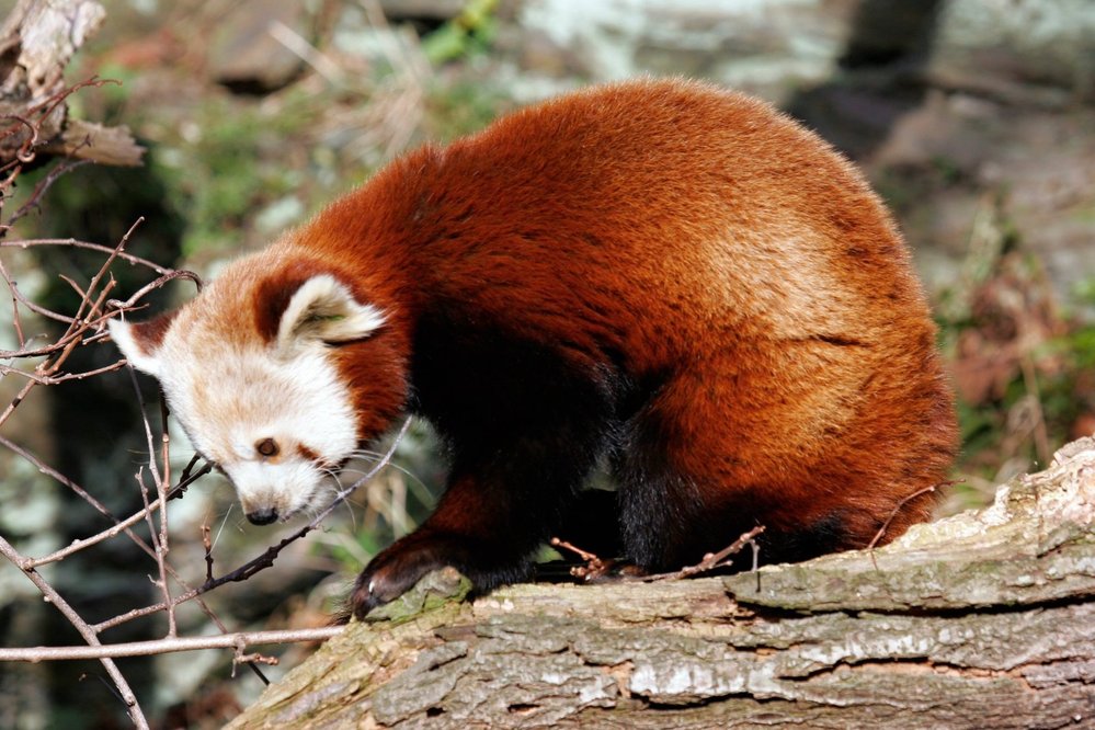 Pražská ZOO pandě červené prospívá