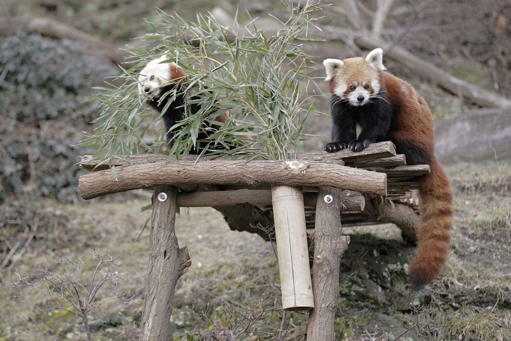 Pražská ZOO pandě červené prospívá