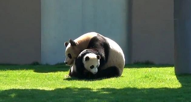 Panda = sranda